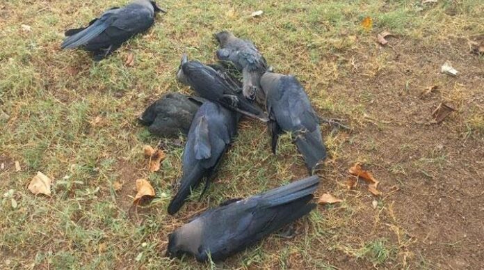 Crows suddenly die in Puttalam Nedumkalam Gossip Lanka Hot News
