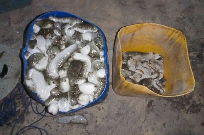 Five arrested for engaging in illegal night fishing in Mannar