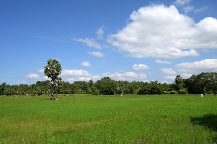 Cabinet approves compensation for farmers affected by adverse weather