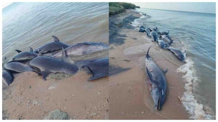 Dead Dolphins found on Wilpattu coastline under investigation