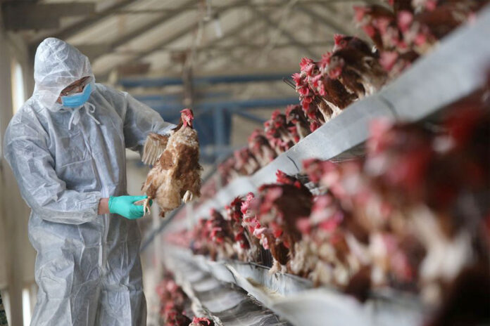 Poultry imports banned from 2 US states
