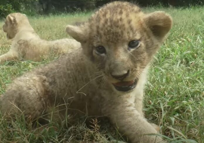 Names of Six lion cubs at Ridiyagama Safari Park announced