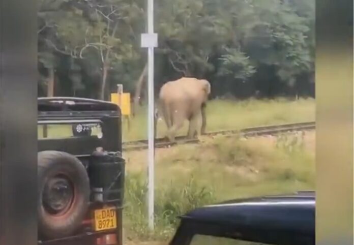 Railway Crossing Closed : Jumbo Traffic Only (Video)