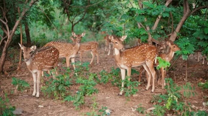 Steps taken to address deer menace in Homagama