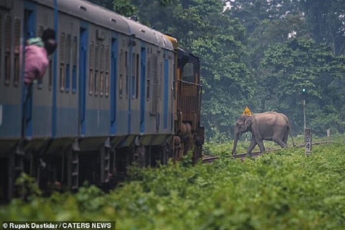 Surveillance cameras in 2 weeks to curb elephant-train collisions