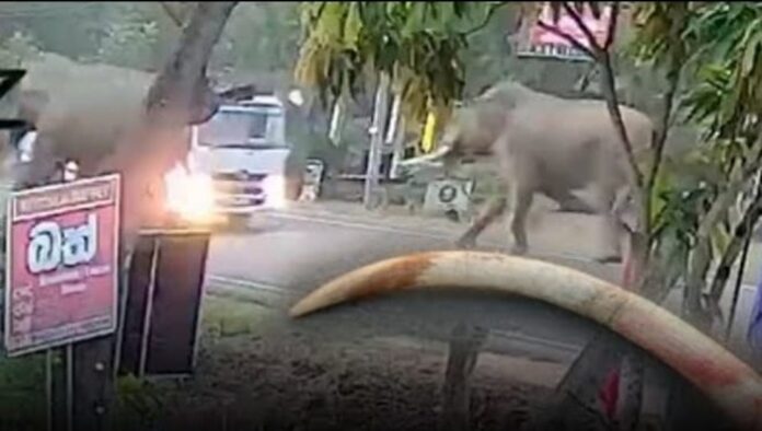 Wild elephant loses tusk in accident (CCTV)